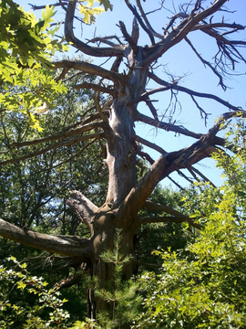 gnarly tree in MSSF