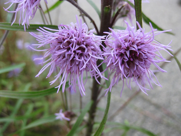 purple flower in MSSF