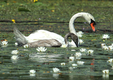 swans in MSSF