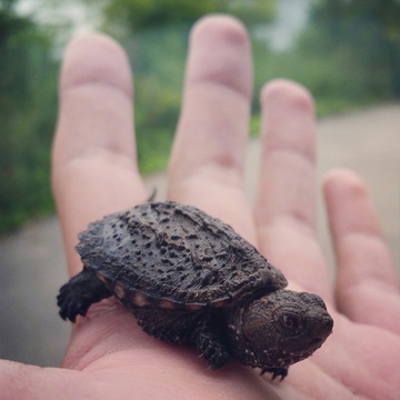 baby snapper