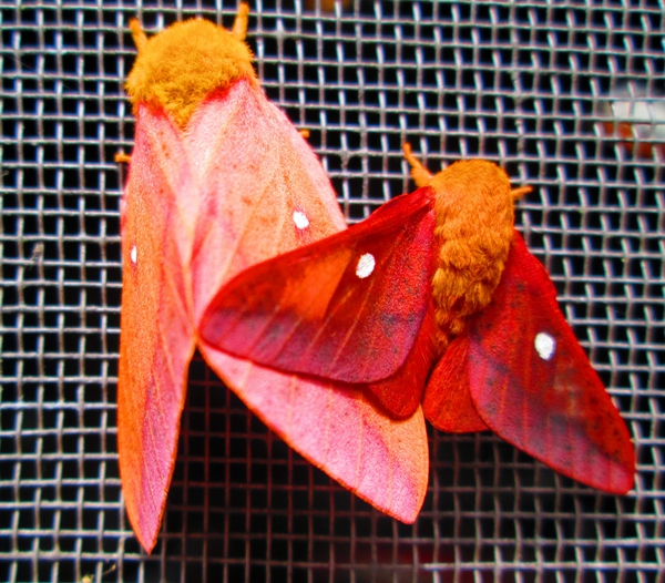 Anisota Virginiensis