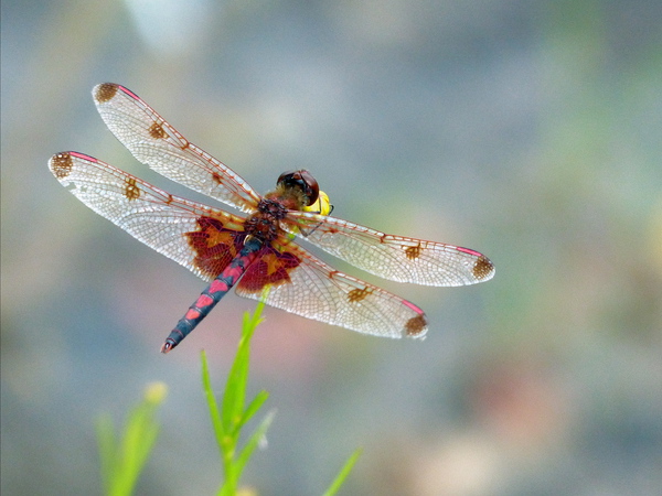 Carolina Saddlebags- photo by Harry Abraham alt=