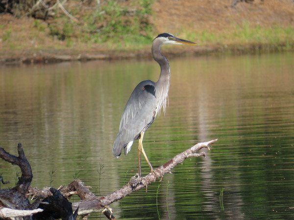 heron