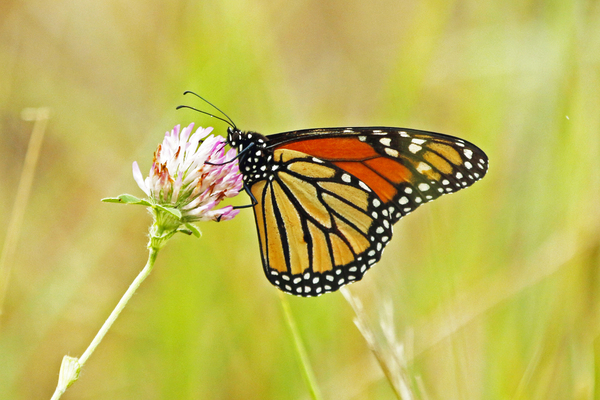 monarch in MSSF