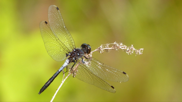 slaty skimmer
