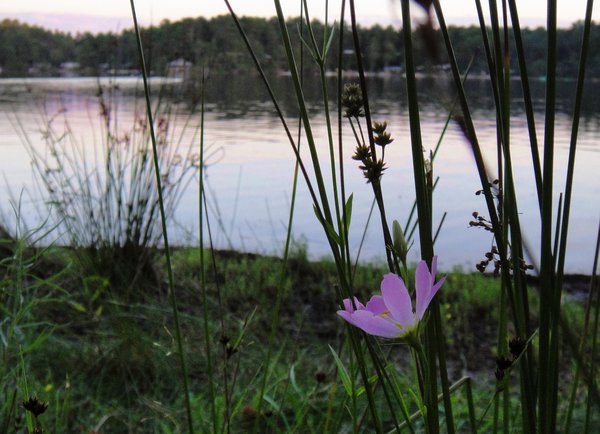 Plymouth Gentian