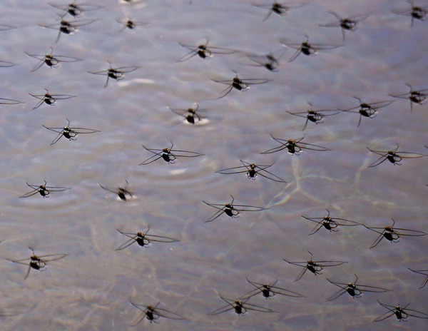 water striders in MSSF