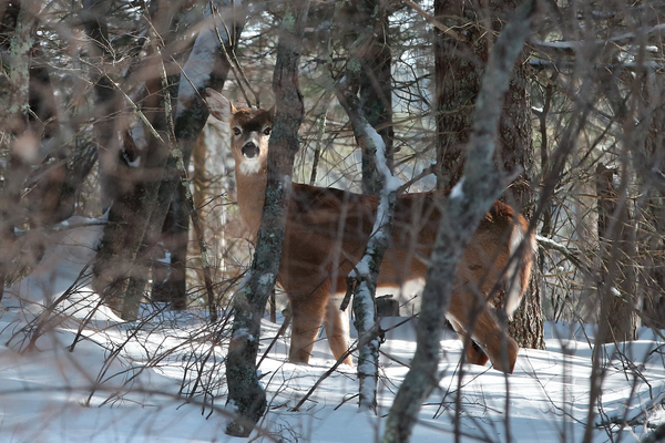 winter deer in MSSF