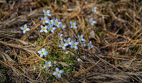 Mayflowers