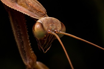 mantis