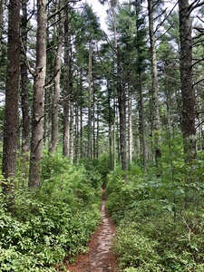 path lined with tall pines in Myles Standish SF