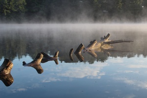 stumps in pond mist