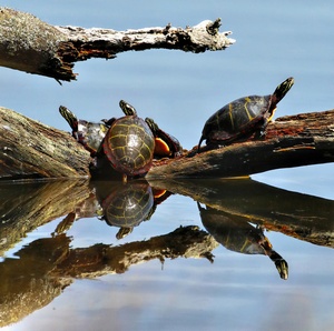 turtles in Myles Standish State Forest