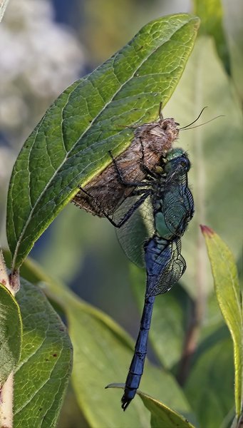 moth and dragonfly