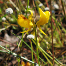 bladderwort closeup