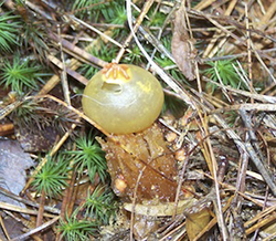 calostoma