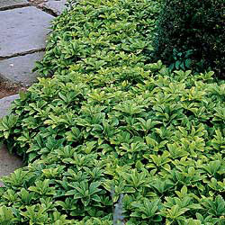 Pachysandra bad for pine barrens