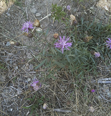 Spotted Knapweed