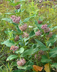 Asclepias syriaca