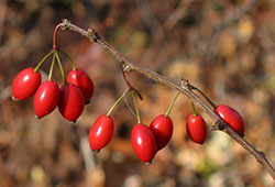 plants destroying pine barrens barberry