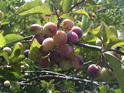 beach plum