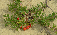 Bearberry