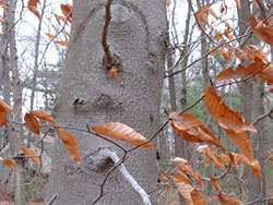 plant of pine barrens beech