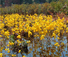 bladderwort