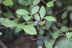 Blueberry plant