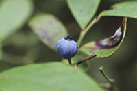 blueberry closeup