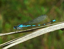 Pine Barrens Bluet