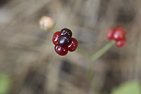 dewberry closeup