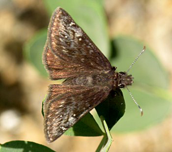 P. Duskywing 