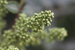 meadowsweet