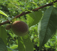 peach fruit