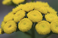 tansy closeup