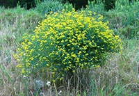 Yellow Wild Indigo