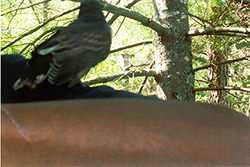 Myles Standish bird on tent