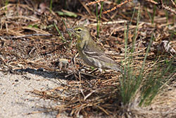 myles standish brown bird